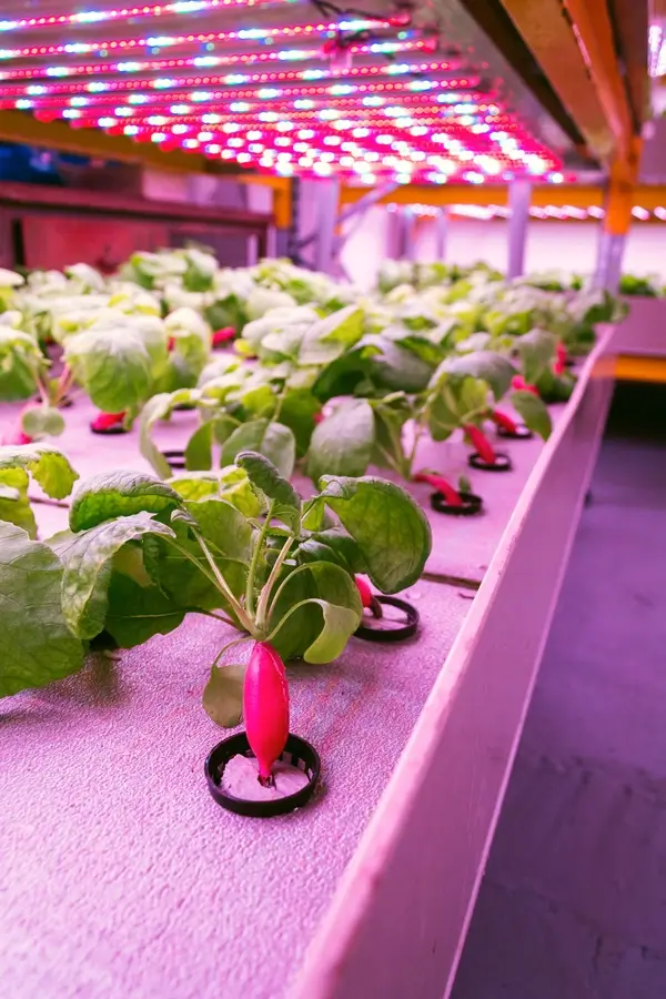 Radish Aquaponics